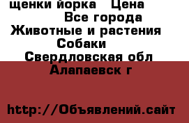 щенки йорка › Цена ­ 15 000 - Все города Животные и растения » Собаки   . Свердловская обл.,Алапаевск г.